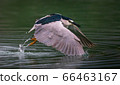 A Great Blue Heron hunting fish over a lake in Taipei, Taiwan 66463167