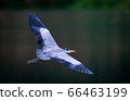 A Great Blue Heron spreading wings while flying over a pond in Taipei, Taiwan 66463199
