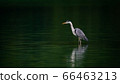 A Great Blue Heron standing at a still lake with reflection in Taipei, Taiwan 66463213