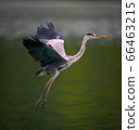A Great Blue Heron spreading wings while flying over a pond in Taipei, Taiwan 66463215