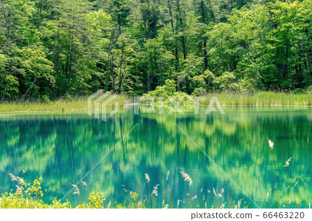 Fresh green scenery of Goshikinuma Nature Exploration Road, waterside of Rurinuma, Kitashiobara Village, Fukushima Prefecture 66463220