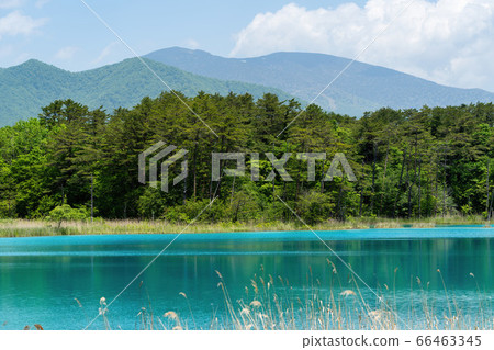 Scenery of Goshinuma natural scenic trail in early summer, Bentenuma and Nishi-Azumayama, Kitashiobara Village, Fukushima Prefecture 66463345