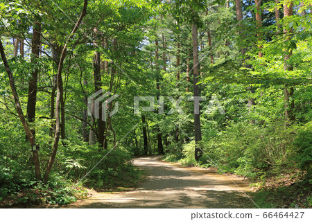 國家阿爾卑斯山安zu野公園H金和穗高地區森林小徑-照片素材（圖片 