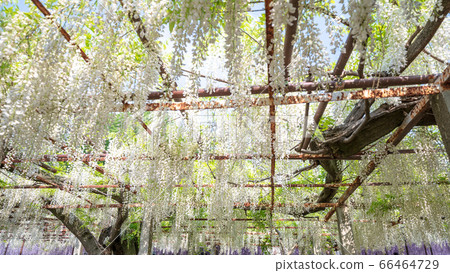 Sa玉縣的白色紫藤 66464729