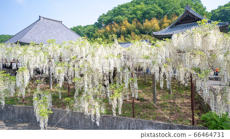 Sa玉縣的白色紫藤 66464731