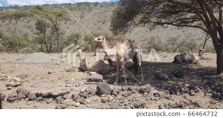 坦桑尼亞恩戈隆戈羅的駱駝 66464732