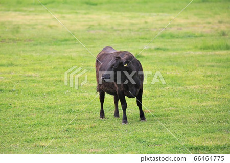 Japanese beef Japanese beef 66464775