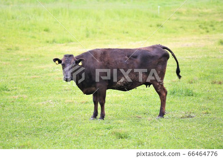 Japanese beef 66464776