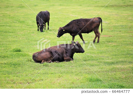 日本牛肉 66464777