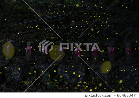 Himebotaru Shinkamigotocho Iwana Kannon Himebotaru Shinkamigotocho Iwana Kannon 66465347