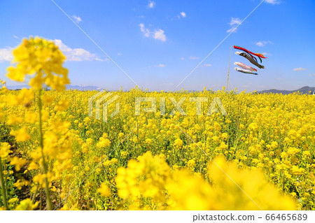Carp streamers in rape blossoms Carp streamers in rape blossoms 66465689