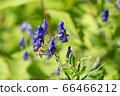 Aconite flowers and bees 66466212