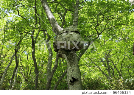 樺樹凹凸 66466324