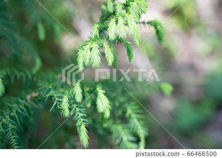 Cryptomeria sp. 66466500