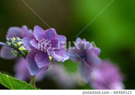 Hydrangea, Kibune, on a rainy day 66466521