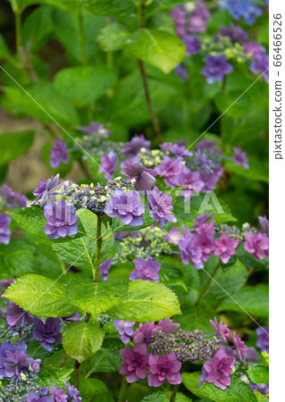 Hydrangea, Kibune, on a rainy day Hydrangea, Kibune, on a rainy day 66466526