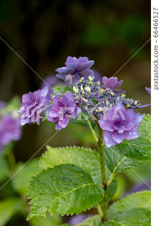 Hydrangea, Kibune, on a rainy day Hydrangea, Kibune, on a rainy day 66466527