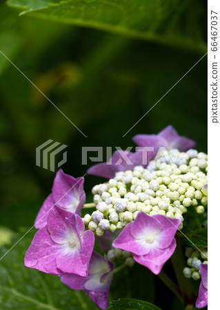 Hydrangea on a rainy day, "Lottkerchen" Hydrangea on a rainy day, "Lottkerchen" 66467037