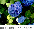 Hydrangea blue 66467230