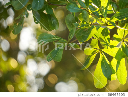 Green nature leaf with bokeh background. Green nature leaf with bokeh background. 66467603