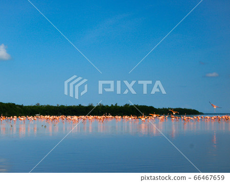 Flamingo colonies in Celestun Nature Reserve, Mexico Flamingo colonies in Celestun Nature Reserve, Mexico 66467659