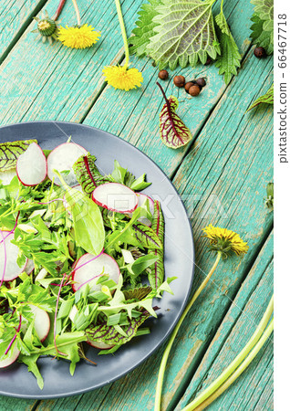 Salad with herbs and radishes 66467718