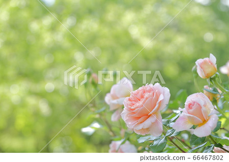 看看美麗的粉紅玫瑰（品種名稱伊曼紐爾·岐阜縣哈納·菲斯塔紀念公園） 66467802