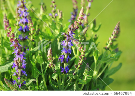 Summer flowerbed of beautiful bloomin g vivid purple woodland sage flower on green background 66467994