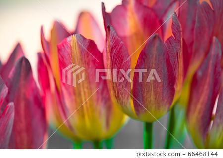 Tulip 66468144