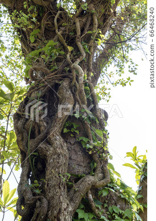 A thick vine wrapped around a giant tree A thick vine wrapped around a giant tree 66468240