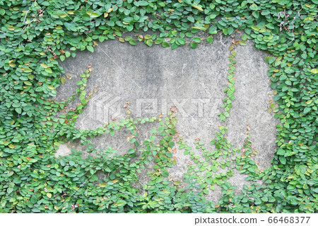 green leaf on the concrete wall 66468377