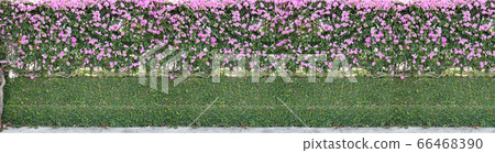 green leaves wall background with flowers green leaves wall background with flowers 66468390