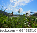 Dandelion 66468510