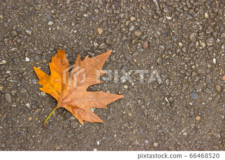 single yellow maple leaf lies on the ground. the dry leaves, the concept of late autumn. copy space. single yellow maple leaf lies on the ground. the dry leaves, the concept of late autumn. copy space. 66468520