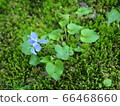 blue flower	 66468660
