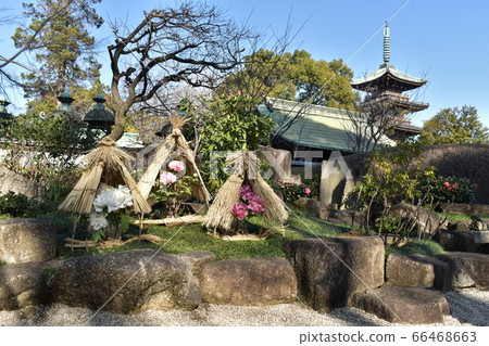 Ueno Peony Garden 66468663