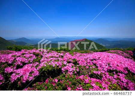 《Kuju Mountain Range, Oita Prefecture》 In full bloom of Kitafuneyama, Miyama Kirishima and Mt. 66468737