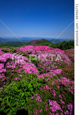 《Kuju Mountain Range, Oita Prefecture》 In full bloom of Kitafuneyama, Miyama Kirishima and Mt. 66468751
