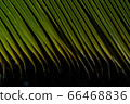Palm leaf close up detail with dark background 66468836