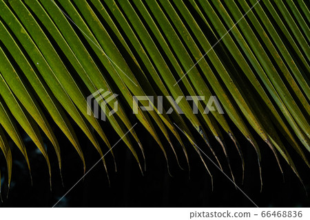 Palm leaf close up detail with dark background 66468836