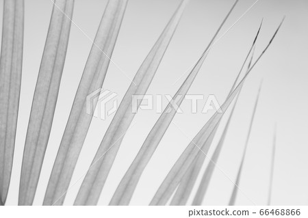 Abstract gray shadow background of palm leaves, Abstract gray shadow background of palm leaves, 66468866