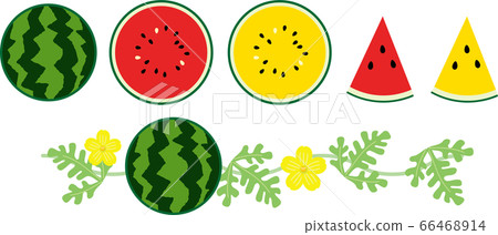 watermelon   66468914
