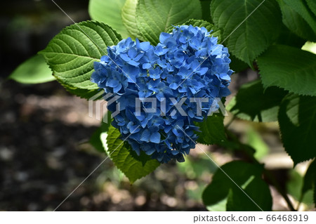 心形繡球花 心形繡球花 66468919