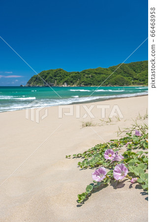 Uradome early summer on the Higashihama coast 66468958