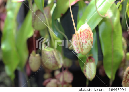 Nepenthes tree, Tropical pitcher plants growth in Nepenthes tree, Tropical pitcher plants growth in 66468994