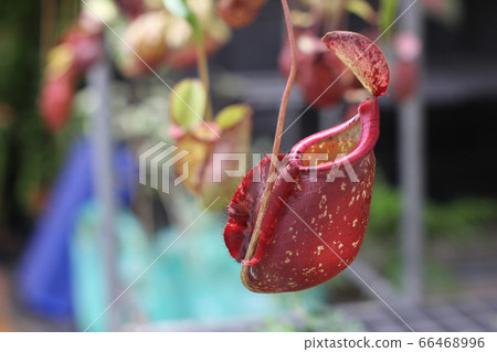 Nepenthes tree, Tropical pitcher plants growth in Nepenthes tree, Tropical pitcher plants growth in 66468996