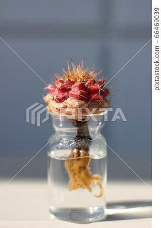 Cactus hydroponics 66469039