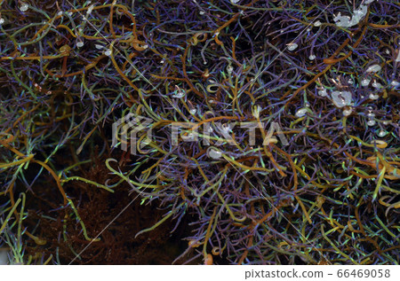 Fluorescent seaweed Kagiibara Nori 66469058