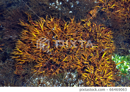 Sea urchin in sea tide Sea urchin in sea tide 66469063