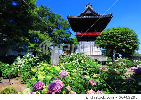 Hydrangea at Nogo-ji Temple in Kumagaya City 66469293
